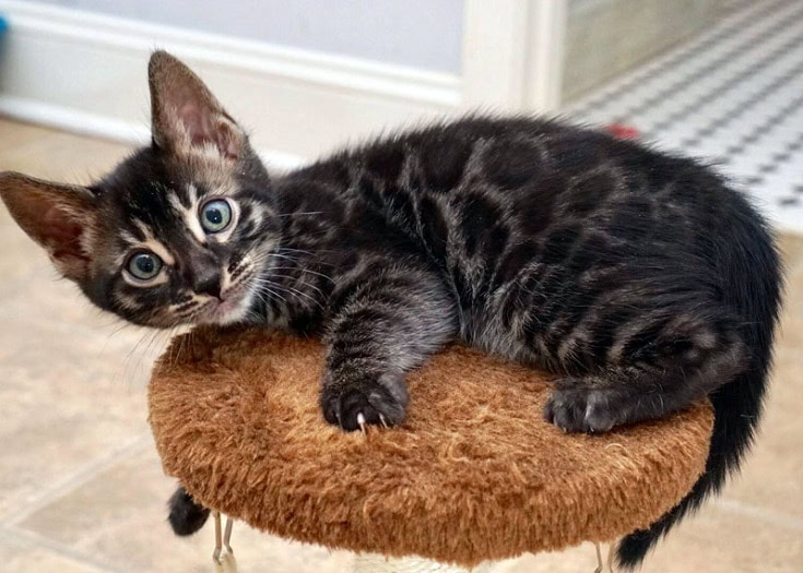 charcoal Bengal cat, kitten on cat tree