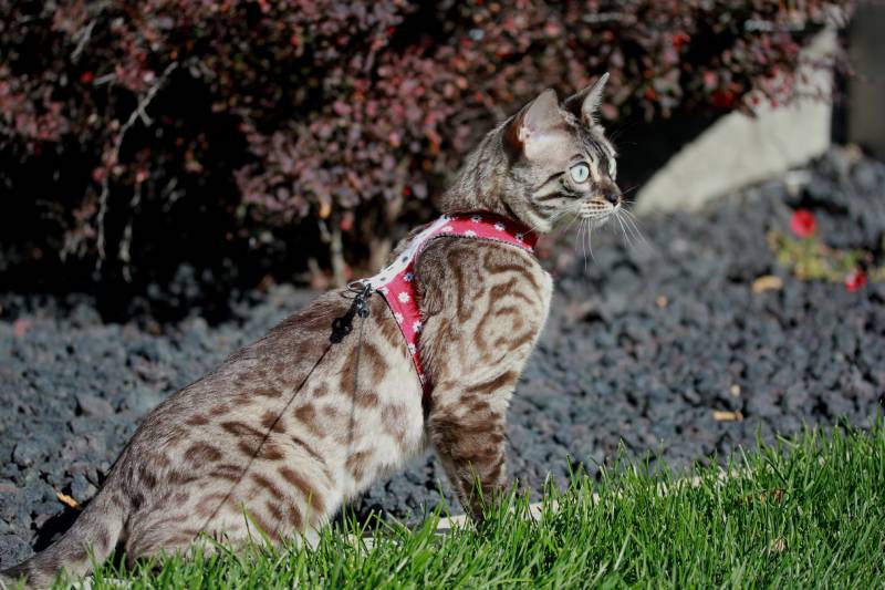 Charcoal Mink Bengal cat outside