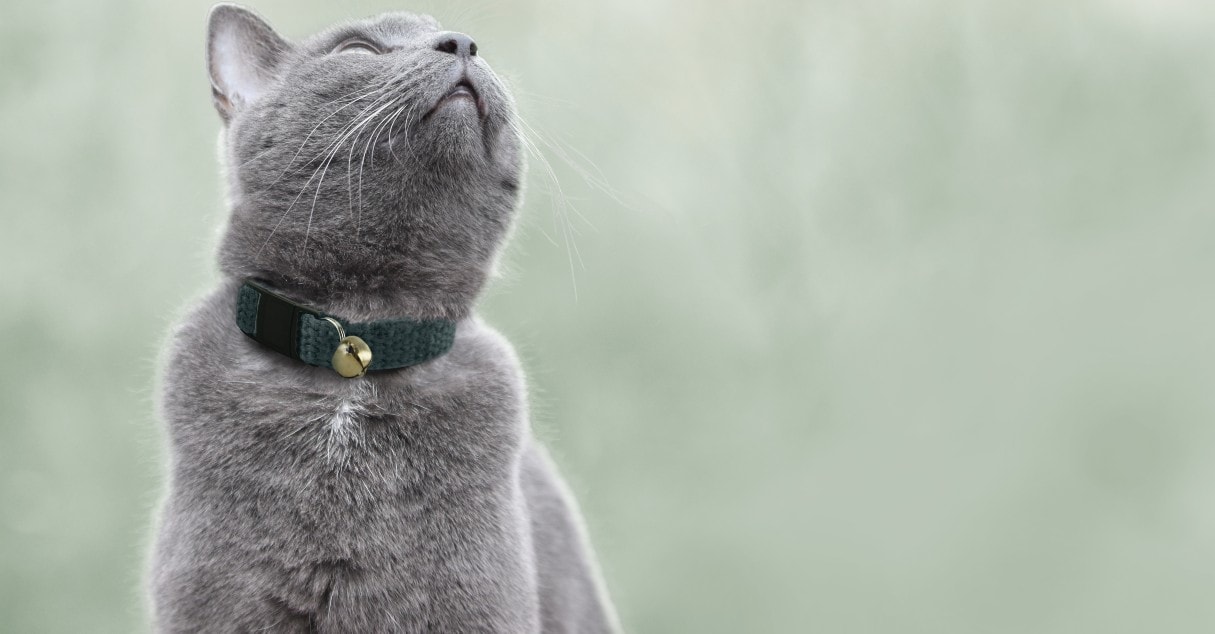 Chartreux cat with hepper collar_Grey