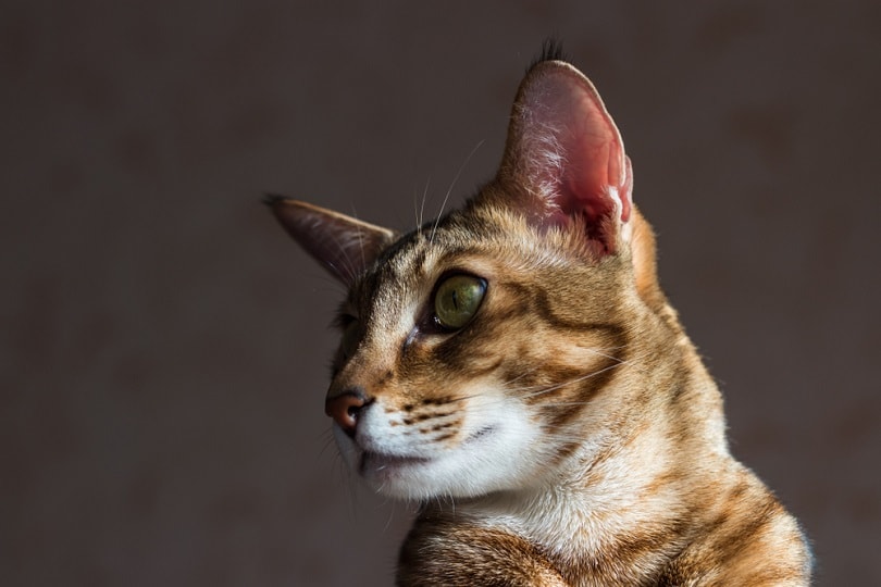 Chausi-cat_flightofdeath_shutterstock