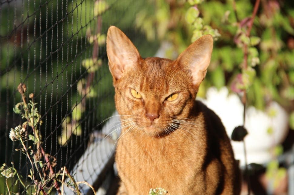 Chausie Cat