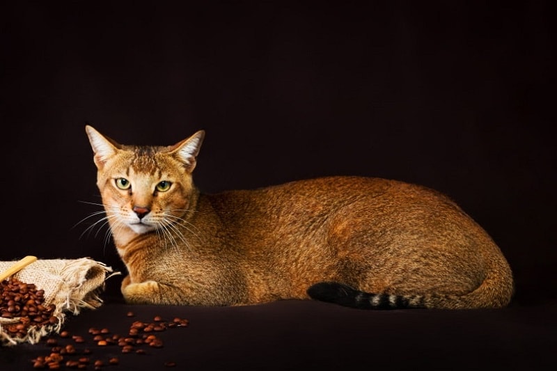 Chausie cat_Shutterstock_Tania__Wild