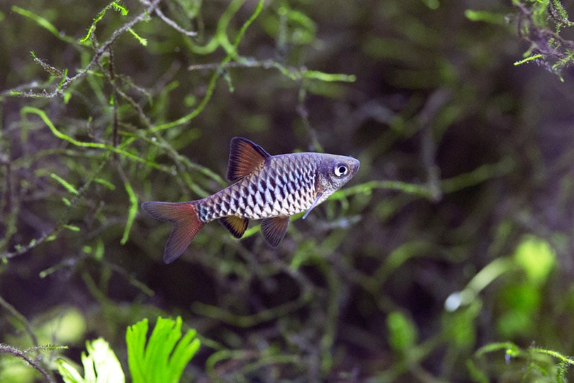Checkered Barb