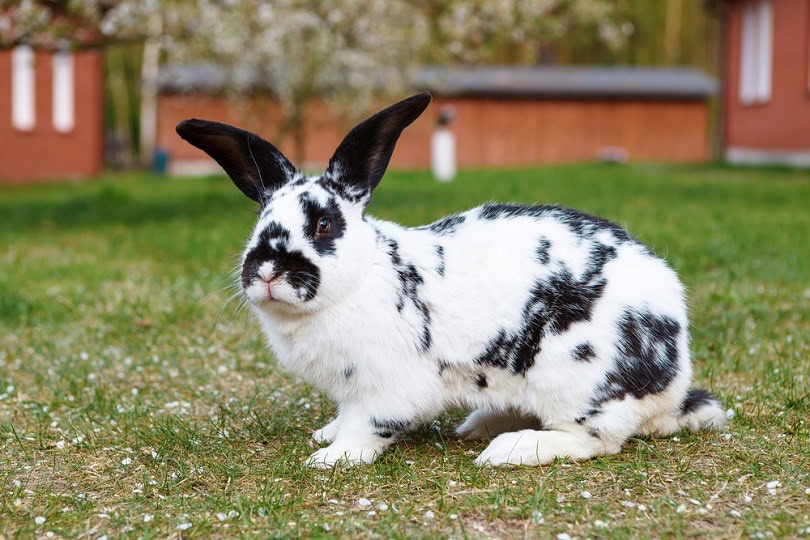 Checkered-giant-rabbit_Lukasz-Pawel-Szczepanski_shutterstock