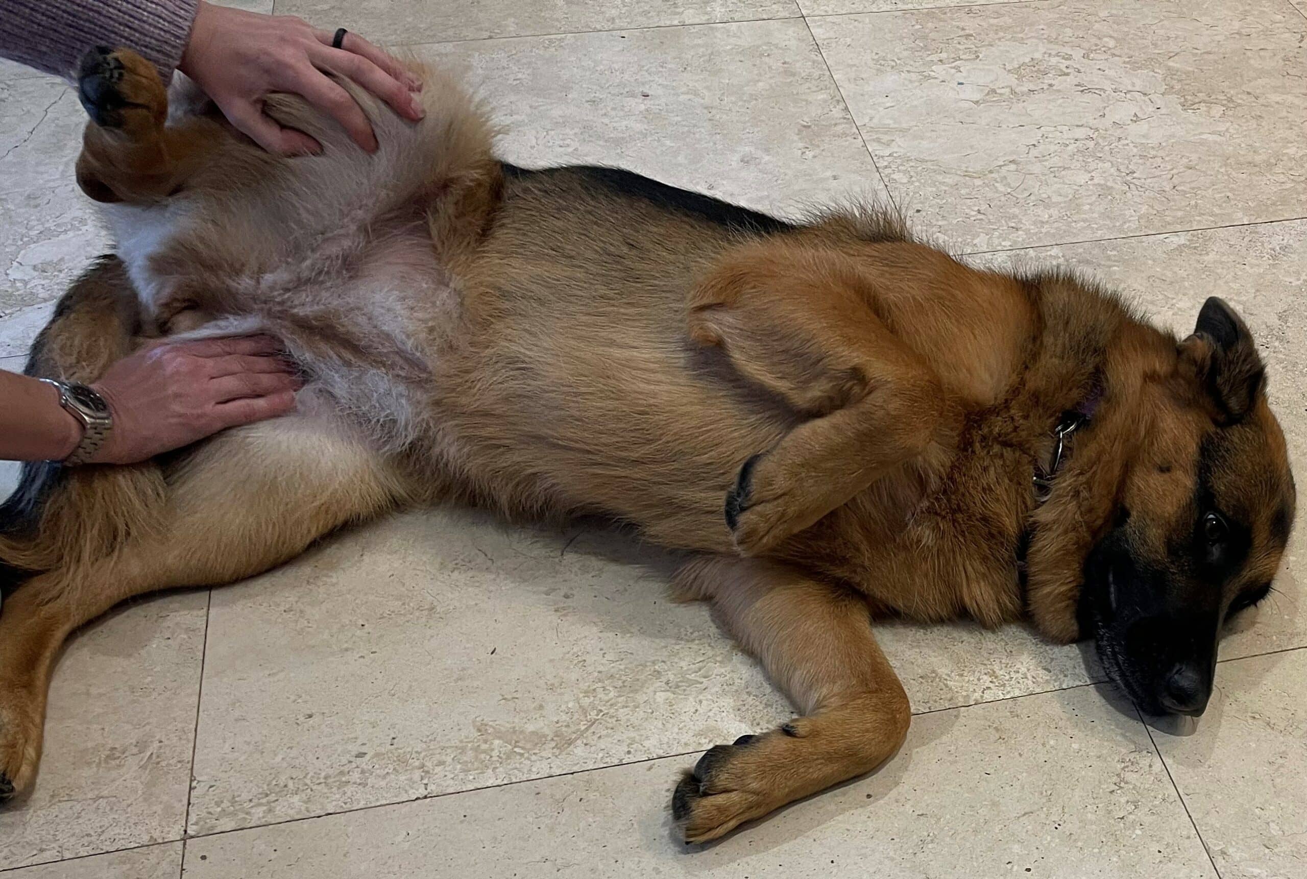 Checking dogs femoral pulse