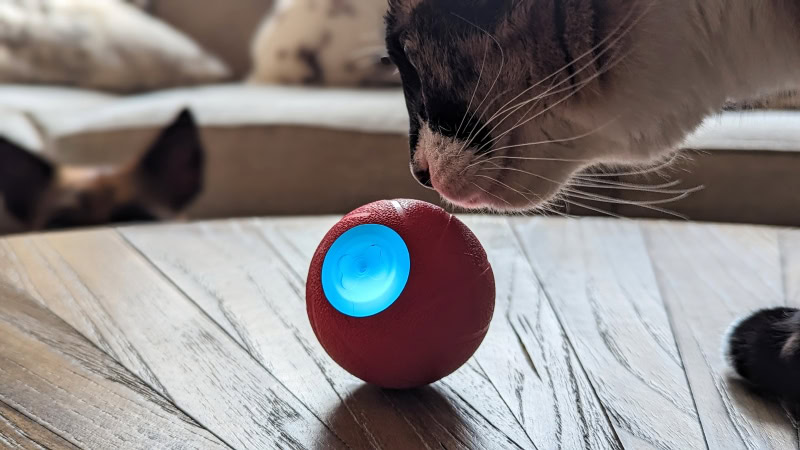 Cheerble Wicked Ball - cat sniffing the product