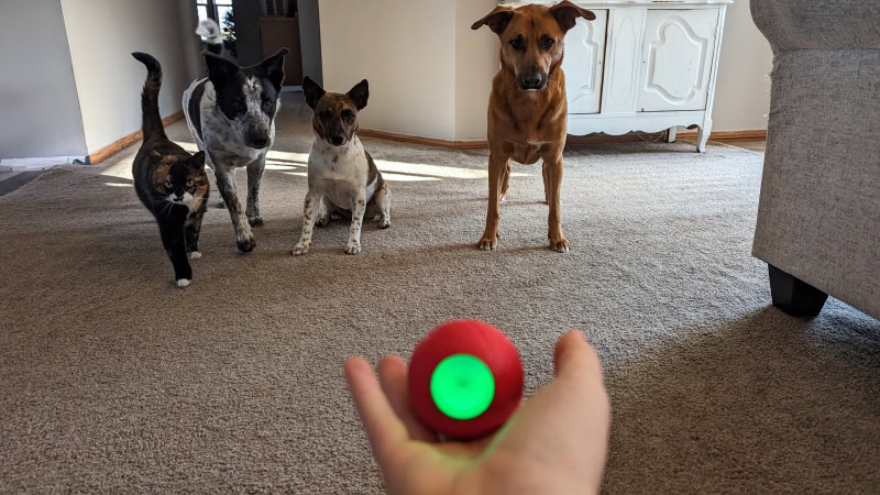 Cheerble Wicked Ball - showing the product to pets