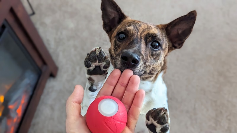 Cheerble Wicked Ball - tater tot wanting to play the product