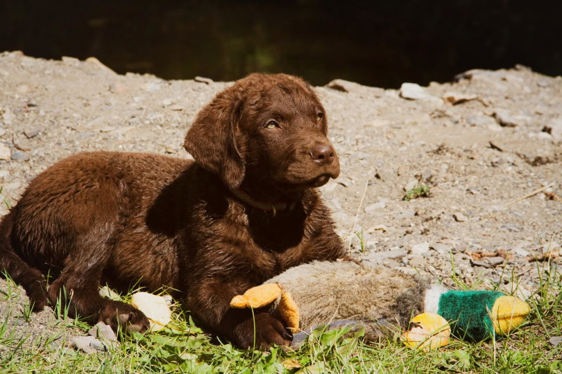 Chesapeak bay retriever_Karlie Butler_Shutterstock