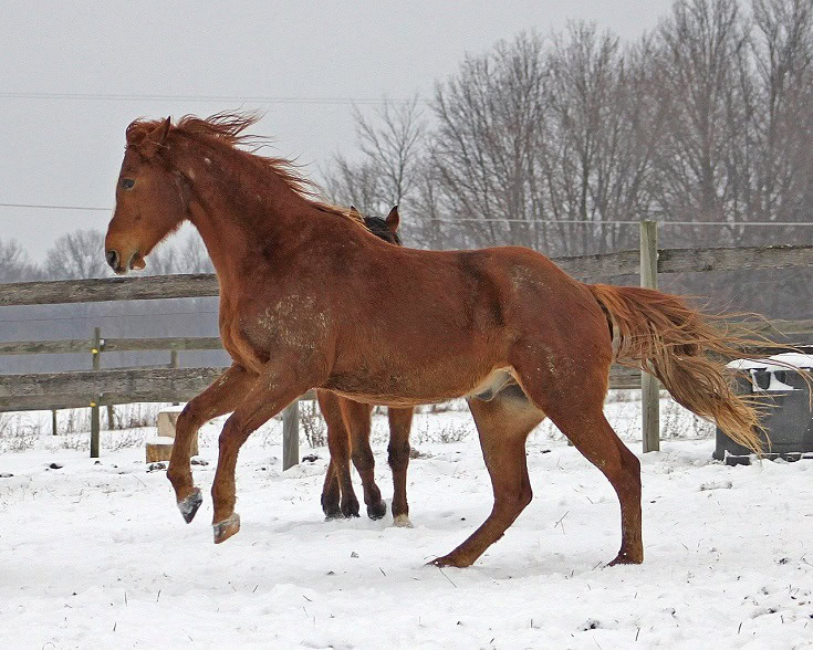 Chestnut horse