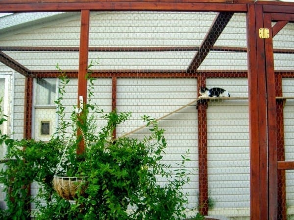 Chicken Wire Catio