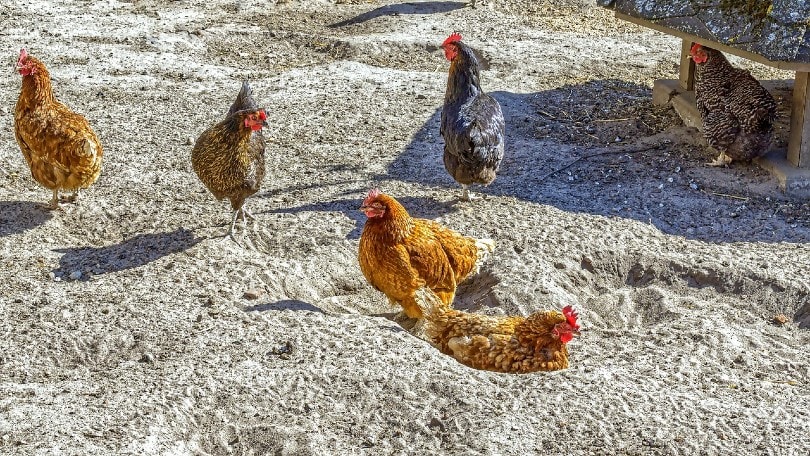 Chicken in Sand Bedding