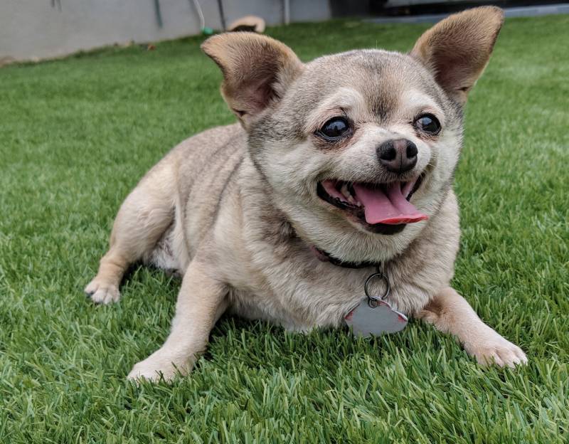 Chihuahua Rat Terrier mixed dog breed smiles in the grass