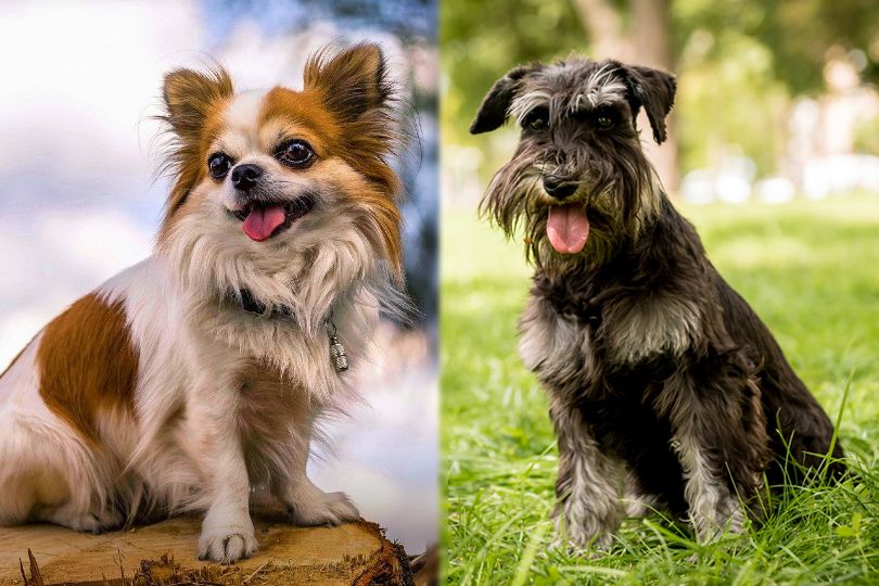 Chihuahua and Miniature Schnauzer