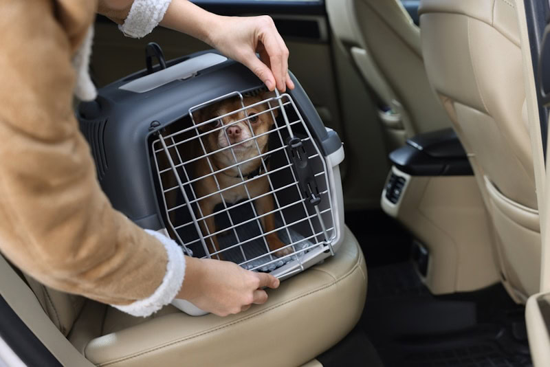 Chihuahua in a carrier loaded into the car