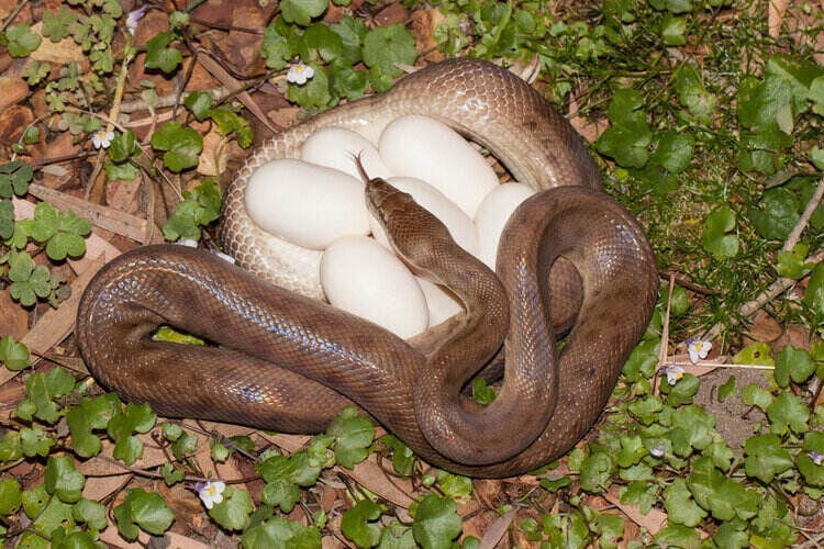 Childrens-Python-with-egg-clutch