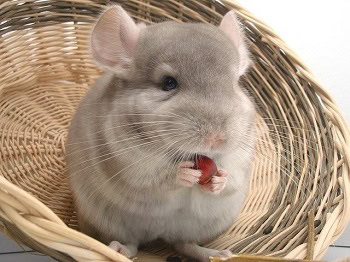 Chinchilla Toys