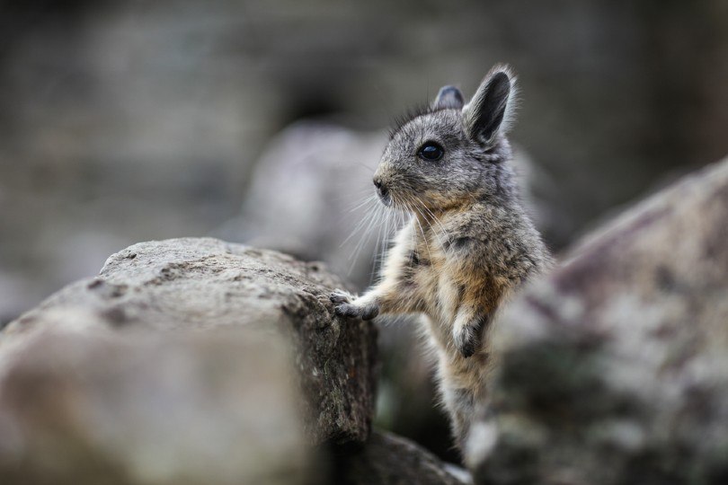 Chinchilla in Machu Picchu