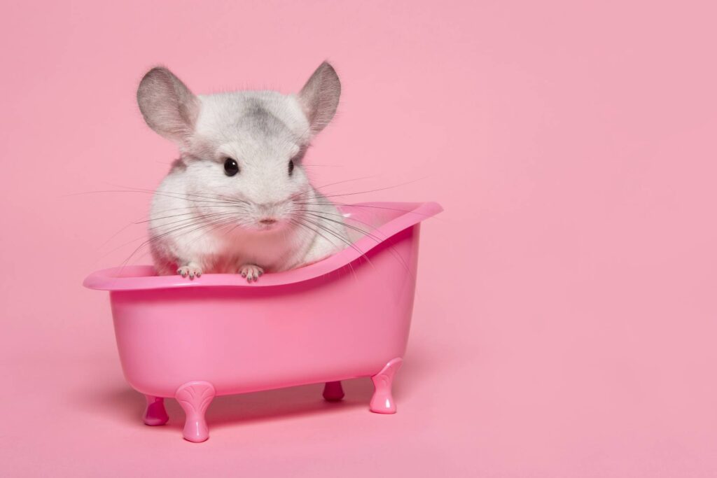 Chinchilla in pink bathtub