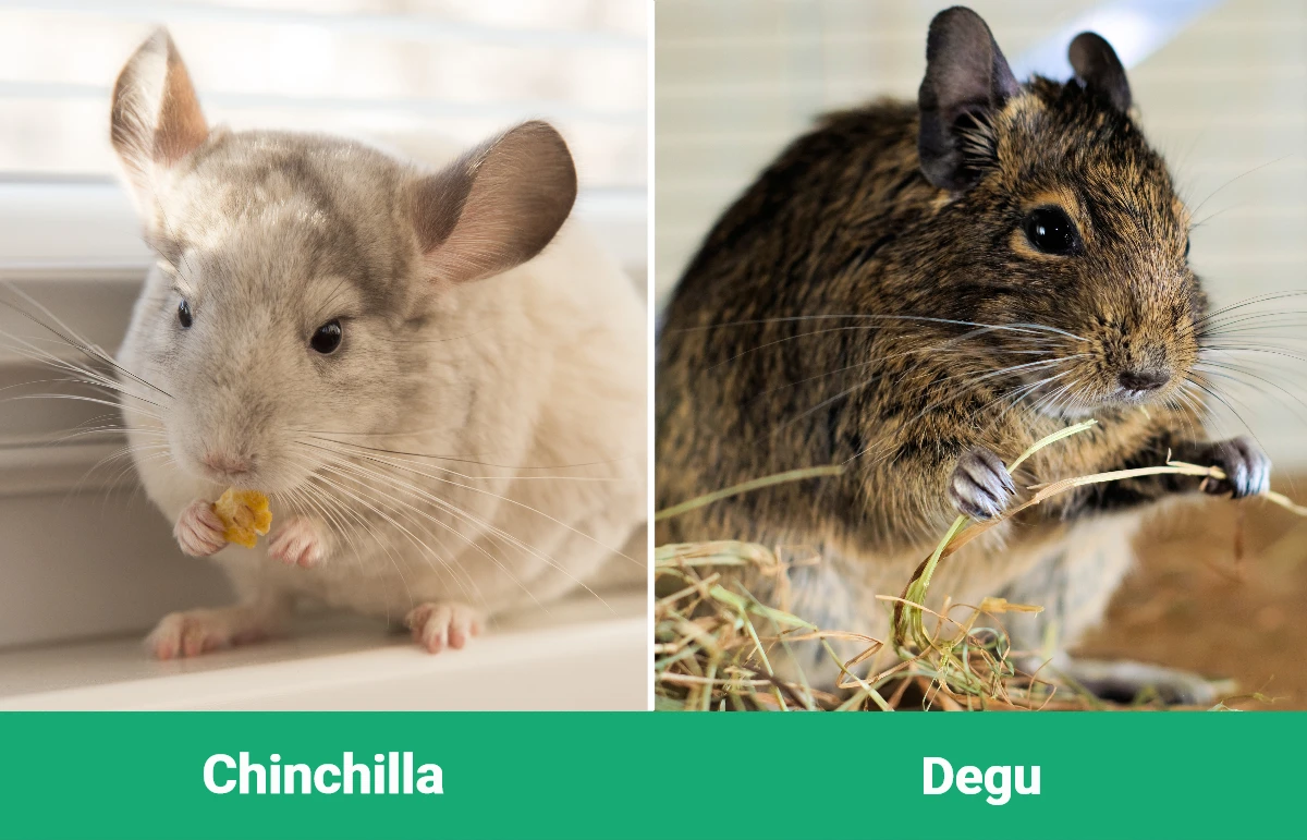 Chinchilla vs Degu - Visual Differences