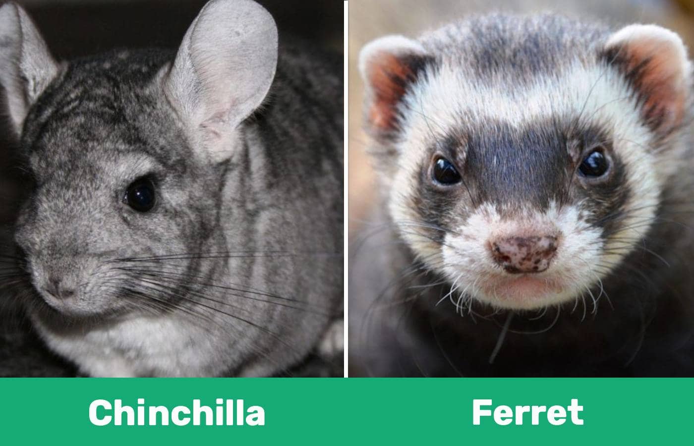 Chinchilla vs Ferret
