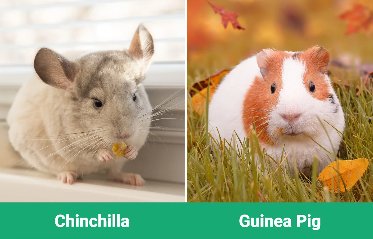 Chinchilla vs Guinea Pig - Visual Differences