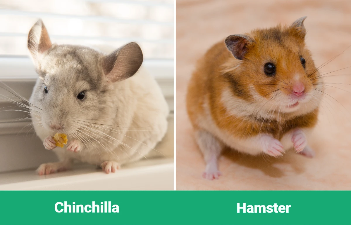 Chinchilla vs Hamster - Visual Differences