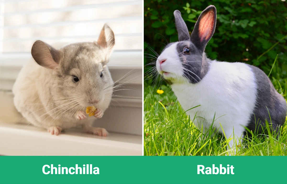 Chinchilla vs Rabbit - Visual Differences