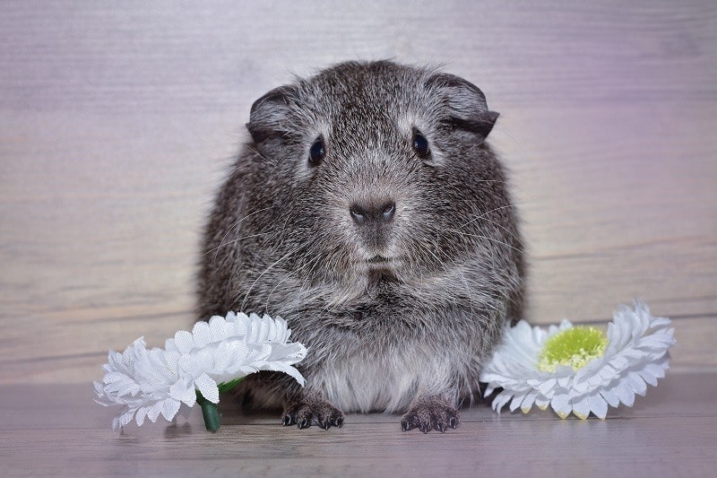 Chinchilla