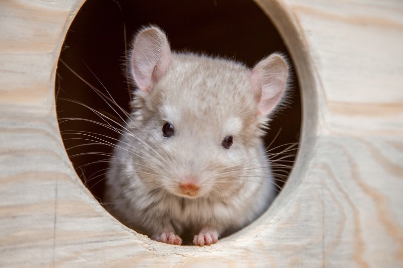 Chinchilla_shutterstock_Luniaka Maria