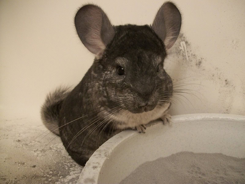 Chinchillas