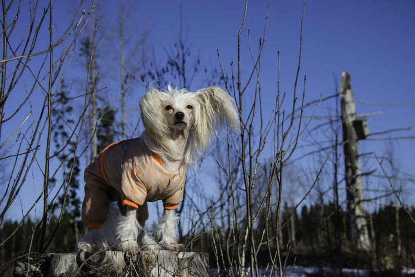 Chinese Crested Dog II_Piqsels
