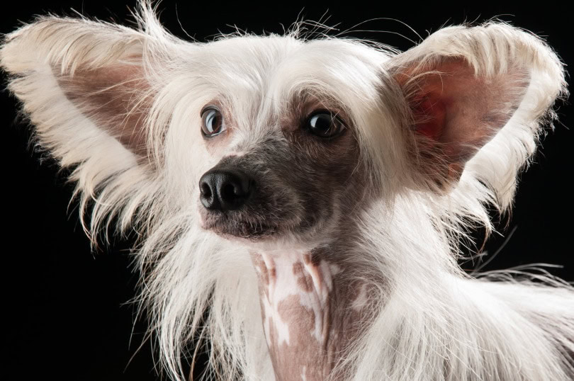 Chinese Crested Dog white_Piqsels