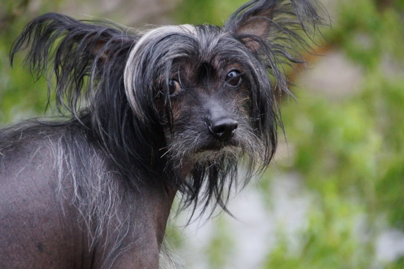 Chinese Crested Dog_Piqsels