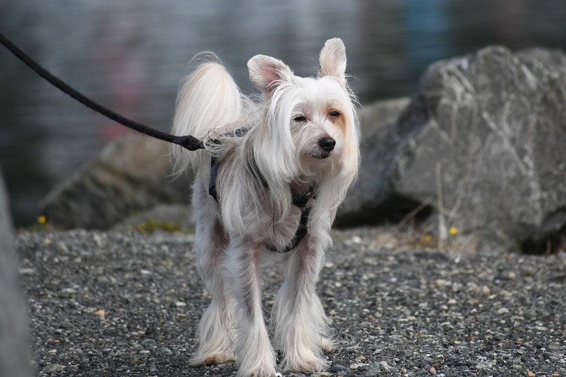 Chinese Crested dog