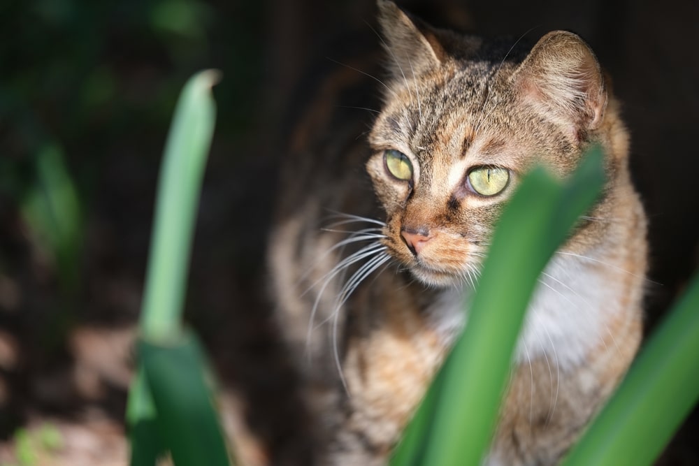 Chinese Dragon Li Cat