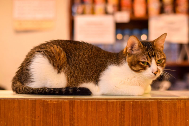 Chinese Dragon Li cat on the counter top