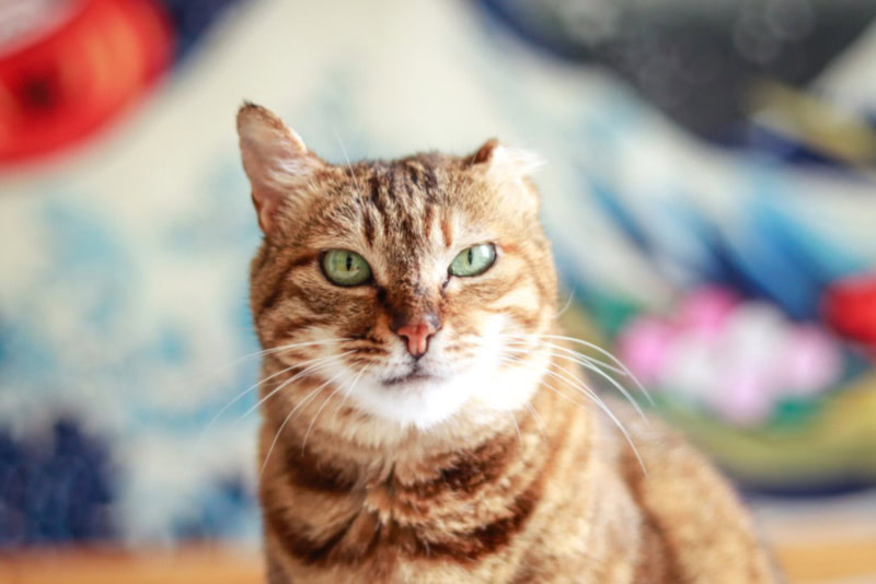 Chinese Dragon Li cat