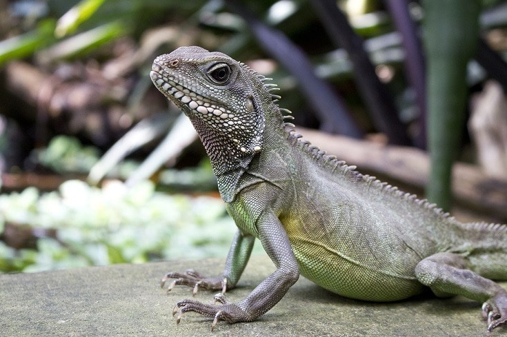 Chinese Water Dragon