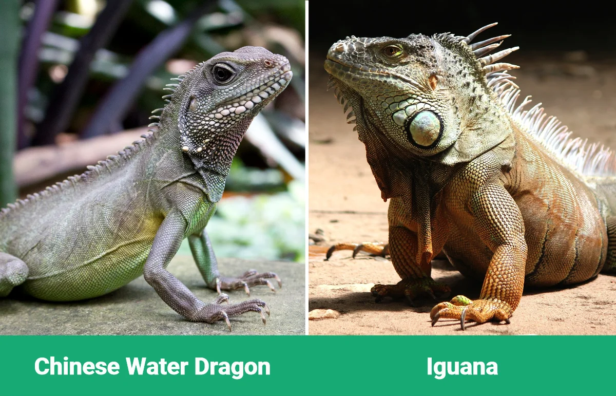 Chinese Water Dragon vs Iguana - Visual Differences
