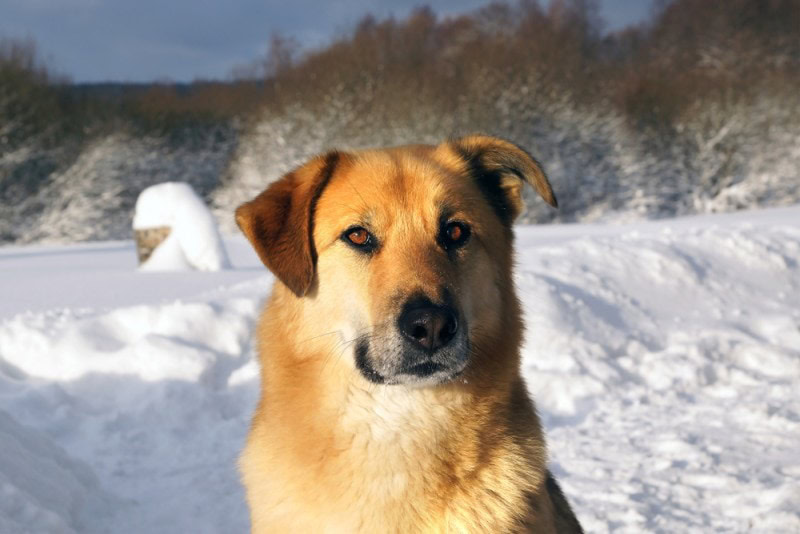 Chinook dog in snow