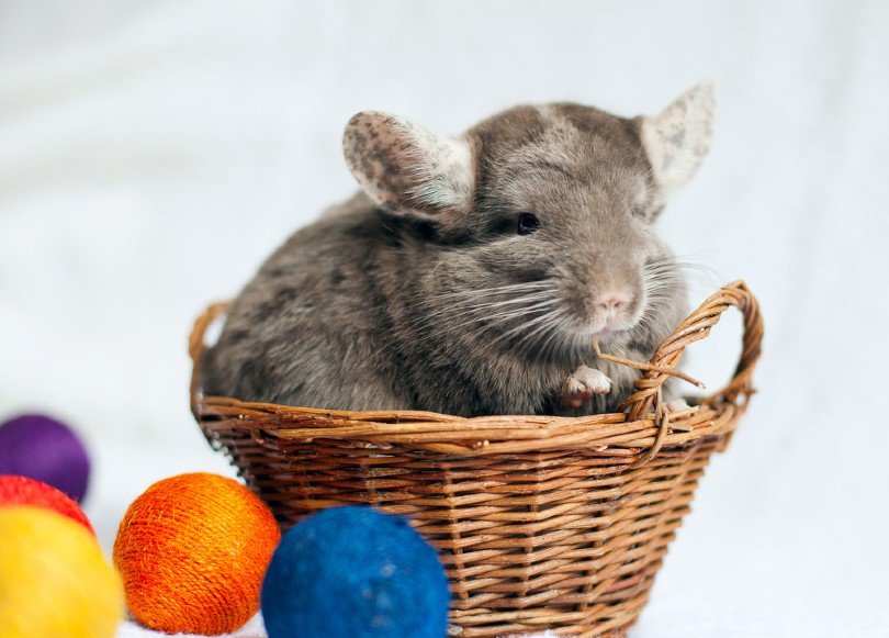 Chocolate Chinchilla