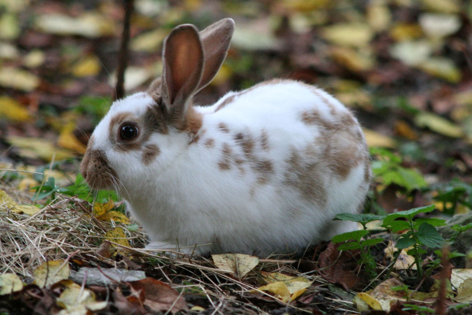 Chocolate English Spot Rabbit