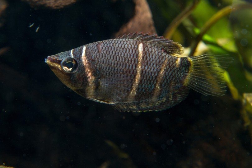 Chocolate Gourami