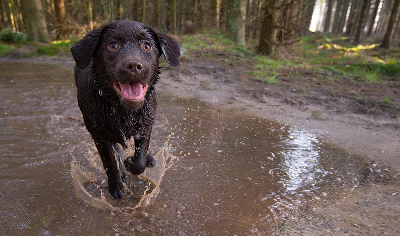 Chocolate Labrador Retriever