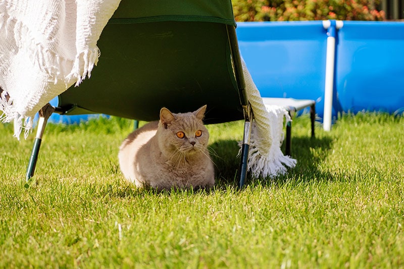 Chubby British short hair house cat hiding in shade under sun lounger on a hot sunny day