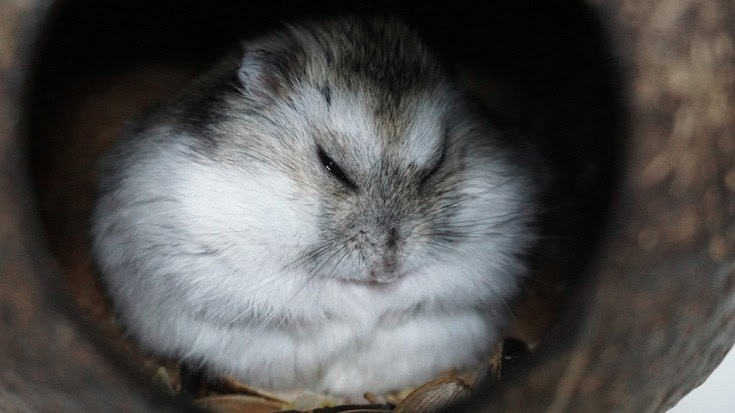 Campbell’s Russian Dwarf Hamster