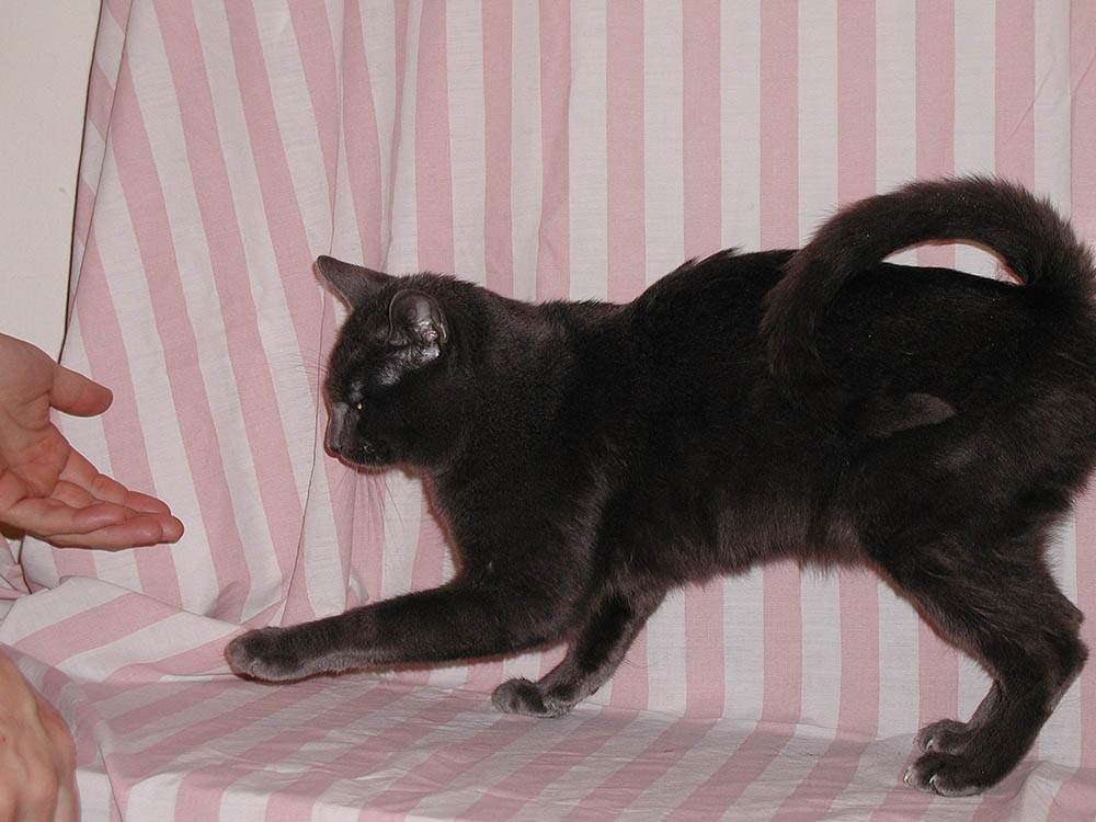 Chunky Monkey American Ringtail Cat 3rd Generation