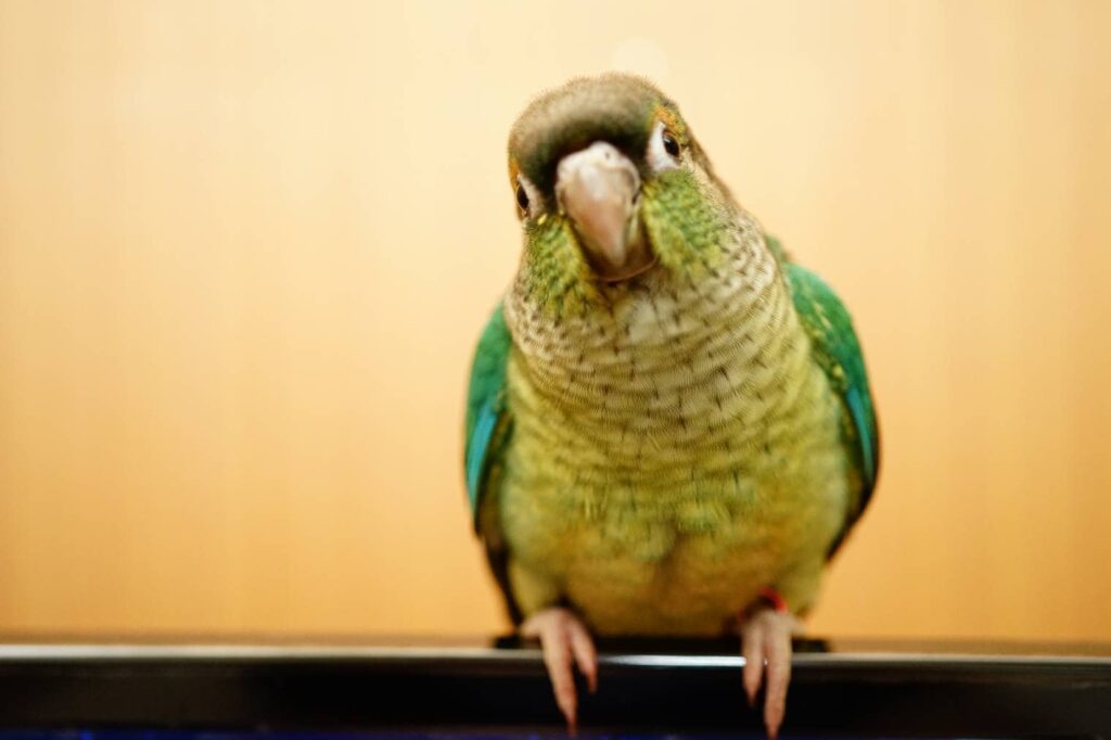 Cinnamon Green-Cheeked Conure front view_Jida Xiu_Shutterstock