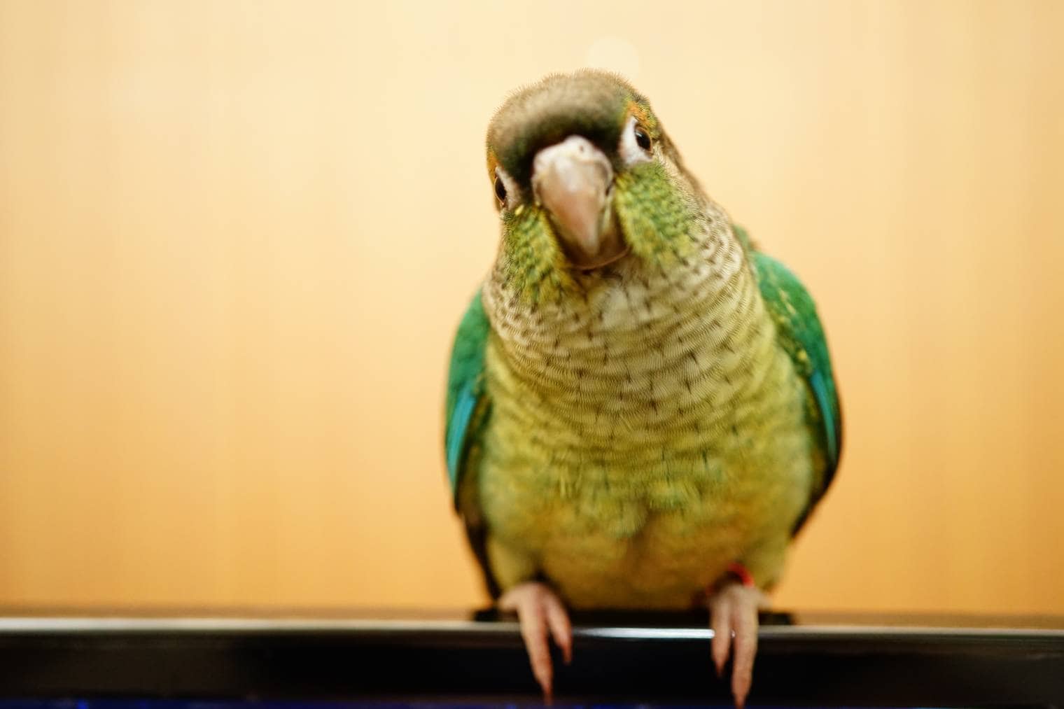 Cinnamon Green-Cheeked Conure front view_Jida Xiu_Shutterstock